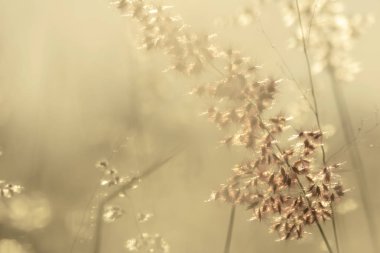 Doğal arka plan, alacakaranlık çimen çiçek