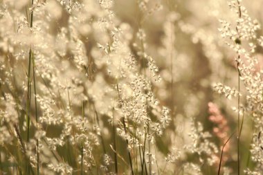 Doğal arka plan, alacakaranlık çimen çiçek