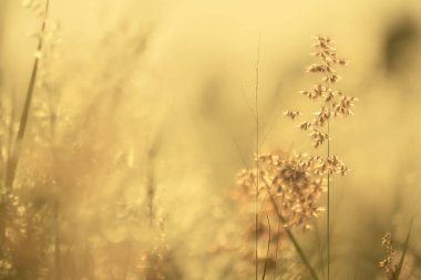 Doğal arka plan, alacakaranlık çimen çiçek