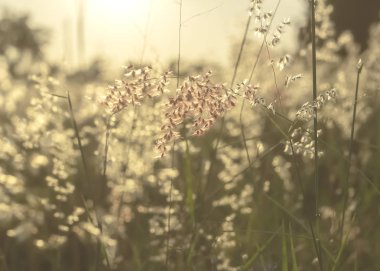 Doğal arka plan, alacakaranlık çimen çiçek