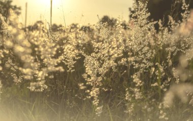 Doğal arka plan, alacakaranlık çimen çiçek