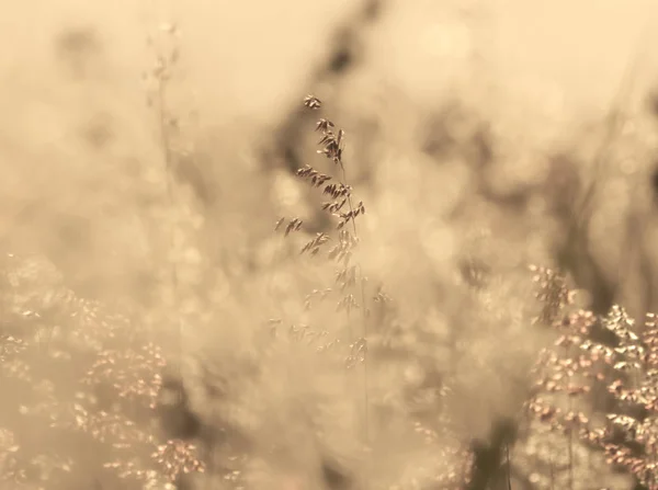 自然な背景 夕暮れの草の花 — ストック写真