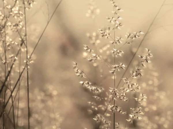 自然な背景 夕暮れの草の花 — ストック写真