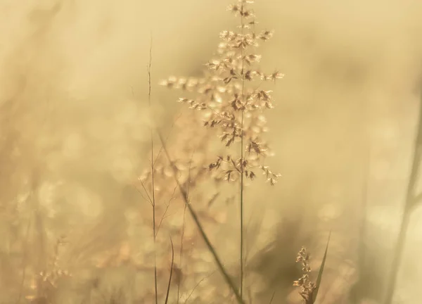 自然な背景 夕暮れの草の花 — ストック写真