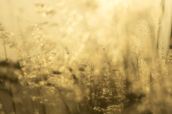 自然な背景 夕暮れの草の花 — ストック写真