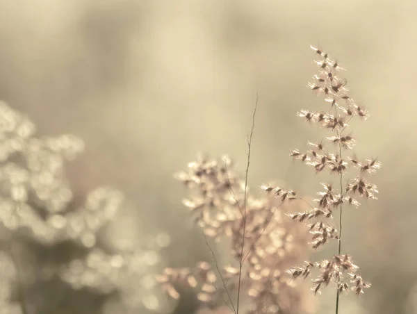 自然な背景 夕暮れの草の花 — ストック写真