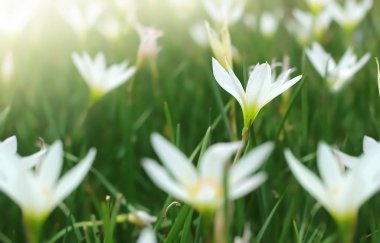 Doğal arka plan, doğal arka plan güzel 