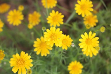 Doğal arka plan, doğal arka plan güzel 