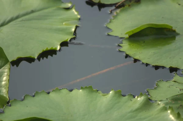 Lotusblattmuster Und Freier Raum — Stockfoto