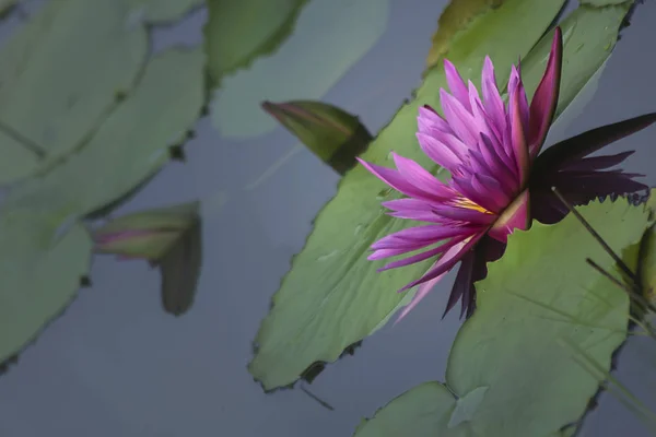Schöne Rosa Lotusblume Mit Leuchtendem Licht — Stockfoto