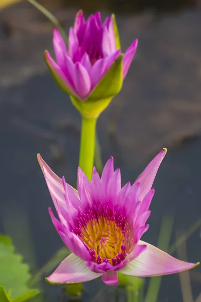 Güzel Pembe Lotus Çiçeği Yakın Çekim — Stok fotoğraf
