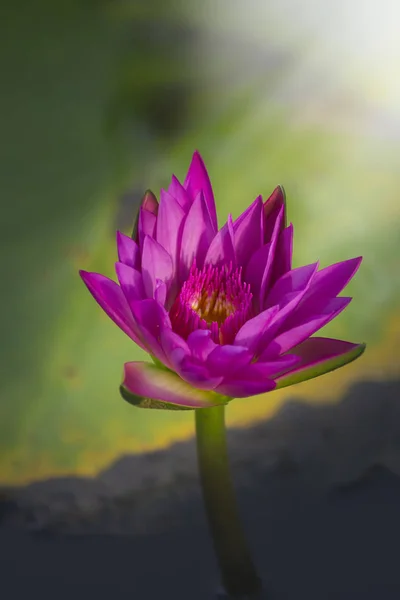 光輝く美しいピンクの蓮の花 — ストック写真