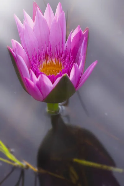 ピンクと黄色の蓮の花と反射のクローズ アップ — ストック写真