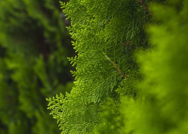 Güzel doğal arka plan, yaprak arka plan deseni, arka plan
