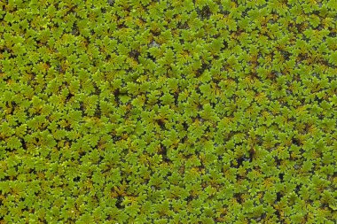 Güzel doğal arka plan, yaprak arka plan deseni, arka plan