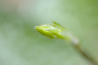 Güzel doğal arka plan, etli çiçek kafa, arka plan