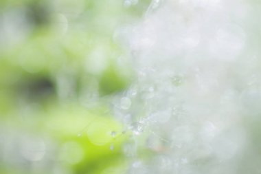 Güzel doğal arka plan, beyaz ve yeşil arka plan deseni, arka plan bulanıklık