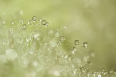 Güzel doğal arka plan, su açılan arka plan deseni, arka plan