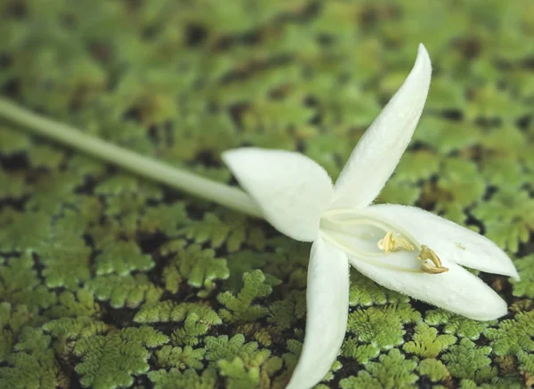 Красивий Природний Фон Біла Квітка Фоні Листя Абстрактний Фон — стокове фото