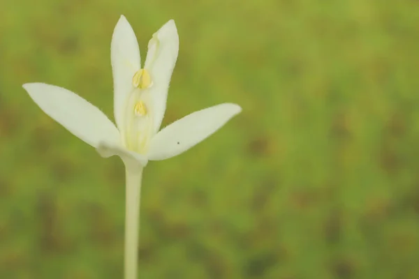 Piękne Naturalne Podłoże Biały Kwiat Liść Tło Wzór Streszczenie Tło — Zdjęcie stockowe