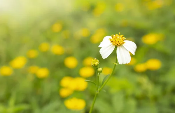 Красивый Естественный Фон Белый Цветок Закрыть Желтый Цветок Размыть Фон — стоковое фото