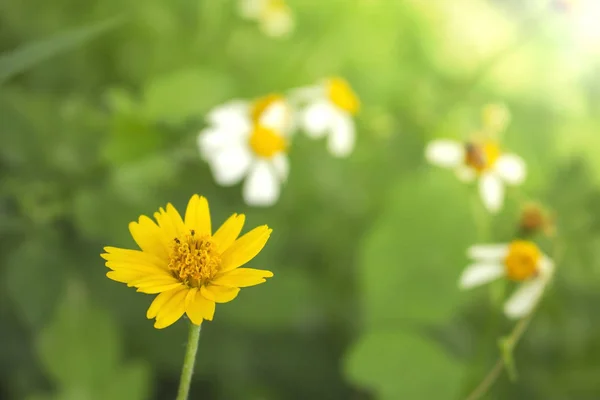 Vacker Naturlig Bakgrund Vit Gul Blomma Närbild Och Vit Blomma — Stockfoto