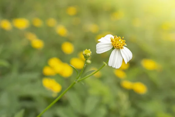 Красивый Естественный Фон Белый Цветок Закрыть Желтый Цветок Размыть Фон — стоковое фото