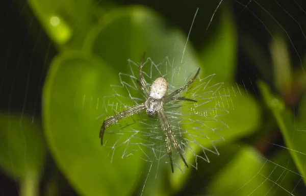 Szczegół Spider Web Pająk Zbliżenie Rozmycie Tła — Zdjęcie stockowe