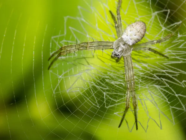 Közeli Spider Web Pók Közelről Életlenítés Háttér — Stock Fotó