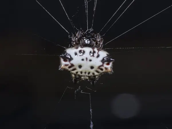 Araignée Gros Plan Sur Toile Araignée Gros Plan — Photo