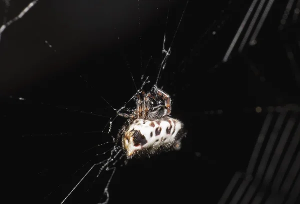 Die Nahaufnahme Der Spinne Und Des Netzes Die Nahaufnahme Der — Stockfoto