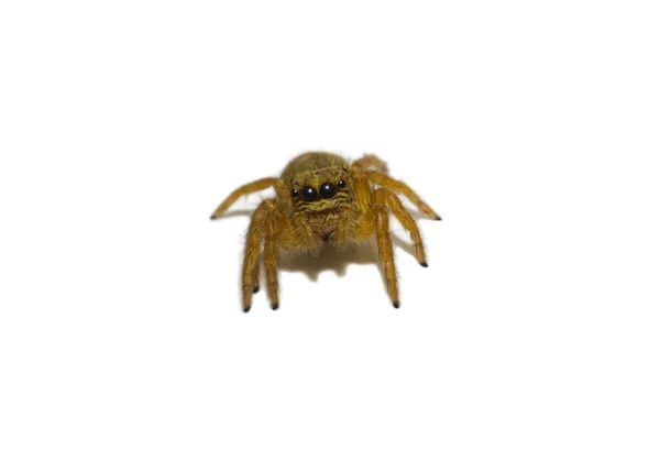 Die Nahaufnahme Spinne Und Netz Die Nahaufnahme Spinne Isoliert — Stockfoto