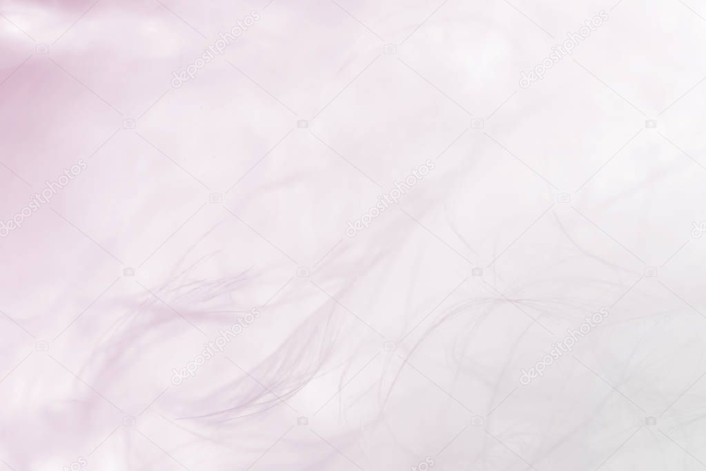 Beautiful sweet soft and blur background, the feather bird in macro background