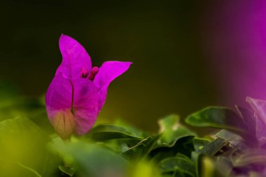 vahşi pembe çiçek deseni, güzel kır çiçeği yakın çekim