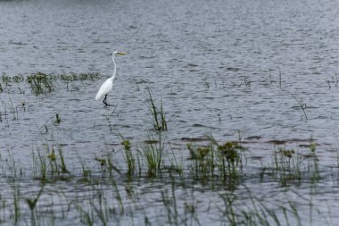 Tek beyaz kuş türü doğal bataklık