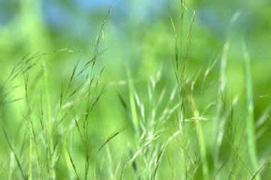 gün, Doğa arka plan, arka planı yeşil yeşil çim desende