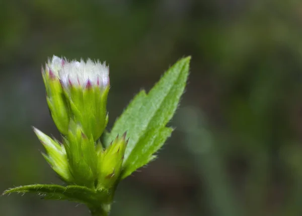 Beautiful Little Flower Macro View — Stock Photo, Image