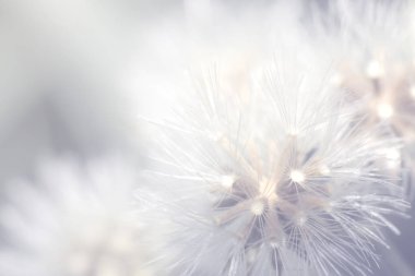 makro çimen çiçek yumuşak ışık, Doğa arka plan soyut beyaz yumuşak ışık