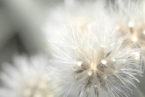 macro of grass flower in soft light , white soft light in nature background abstract