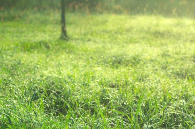 Güneş ışığı, doğal arka plan ile futbol çim üzerinde su damlası