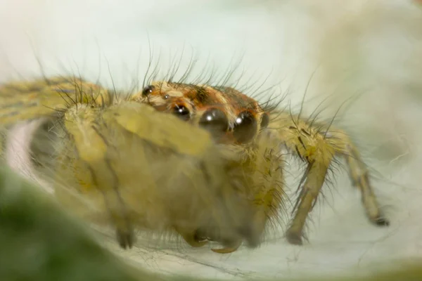 Yeşil Yaprak Yaprak Üzerinde Seyir Yakın Çekim Örümcek Eylem Makro — Stok fotoğraf