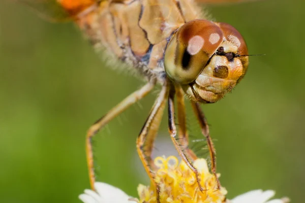 Macro Libellule Sur Fleur Herbe Blanche Jaune Libellule Naturel — Photo