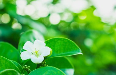 arka planda doğal, thr doğa çiçek yaprak yeşil zemin üzerine beyaz çiçek