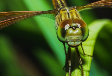 Çim, yusufçuk doğal makro görünümü arka görünümünde yakın çekim yusufçuk