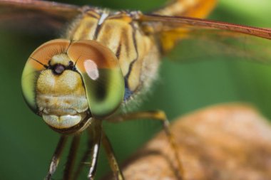 Çim, yusufçuk doğal makro görünümü arka görünümünde yakın çekim yusufçuk