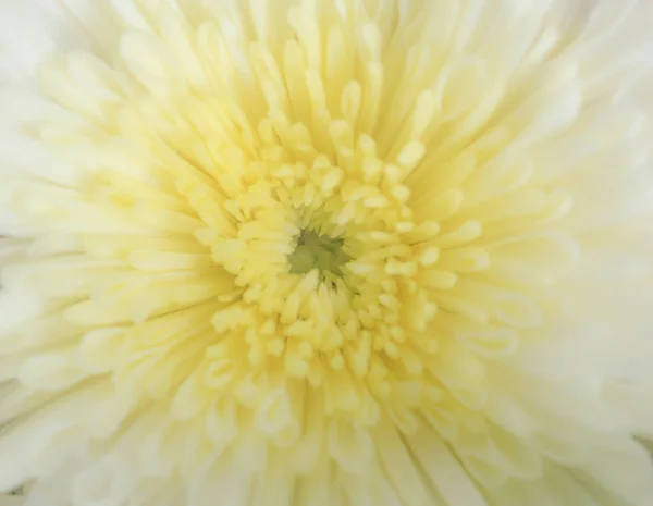 Vit Blommönster Makro Makro Vit Blomma Blad — Stockfoto