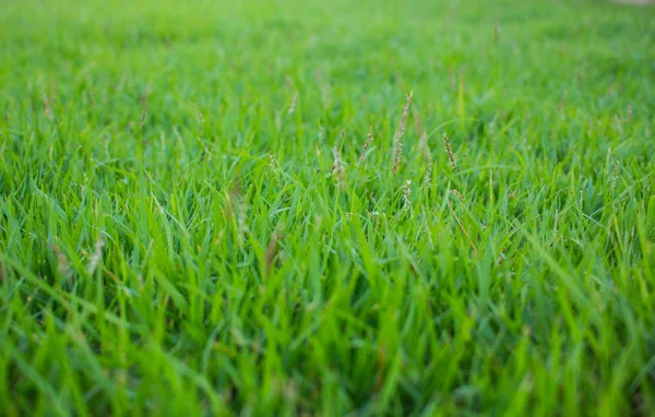 Patrón Hoja Hierba Verde Prado Textura Hierba Fondo Naturaleza — Foto de Stock