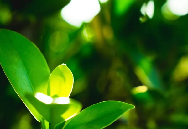 Patrón Hoja Verde Fondo Naturaleza Patrón Hoja Árbol Crecimiento Fondo —  Fotos de Stock