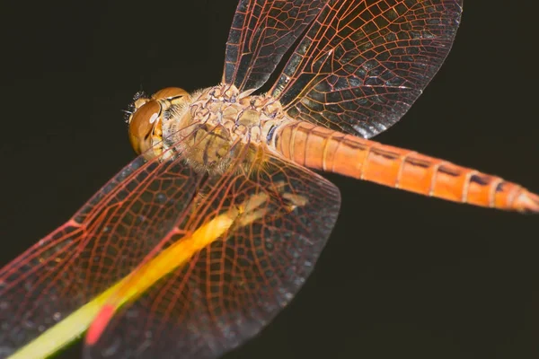 Närbild Trollslända Bakifrån Gräs Dragonfly Naturliga Makro — Stockfoto