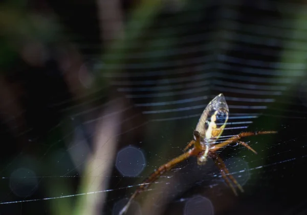 Web ビューで Web 上に蜘蛛の下でクローズ アップ マクロ単一のクモ — ストック写真